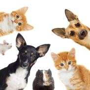 Pets