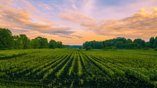 Green field lined with crops a sunset sky with purple and orange