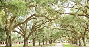 Trees