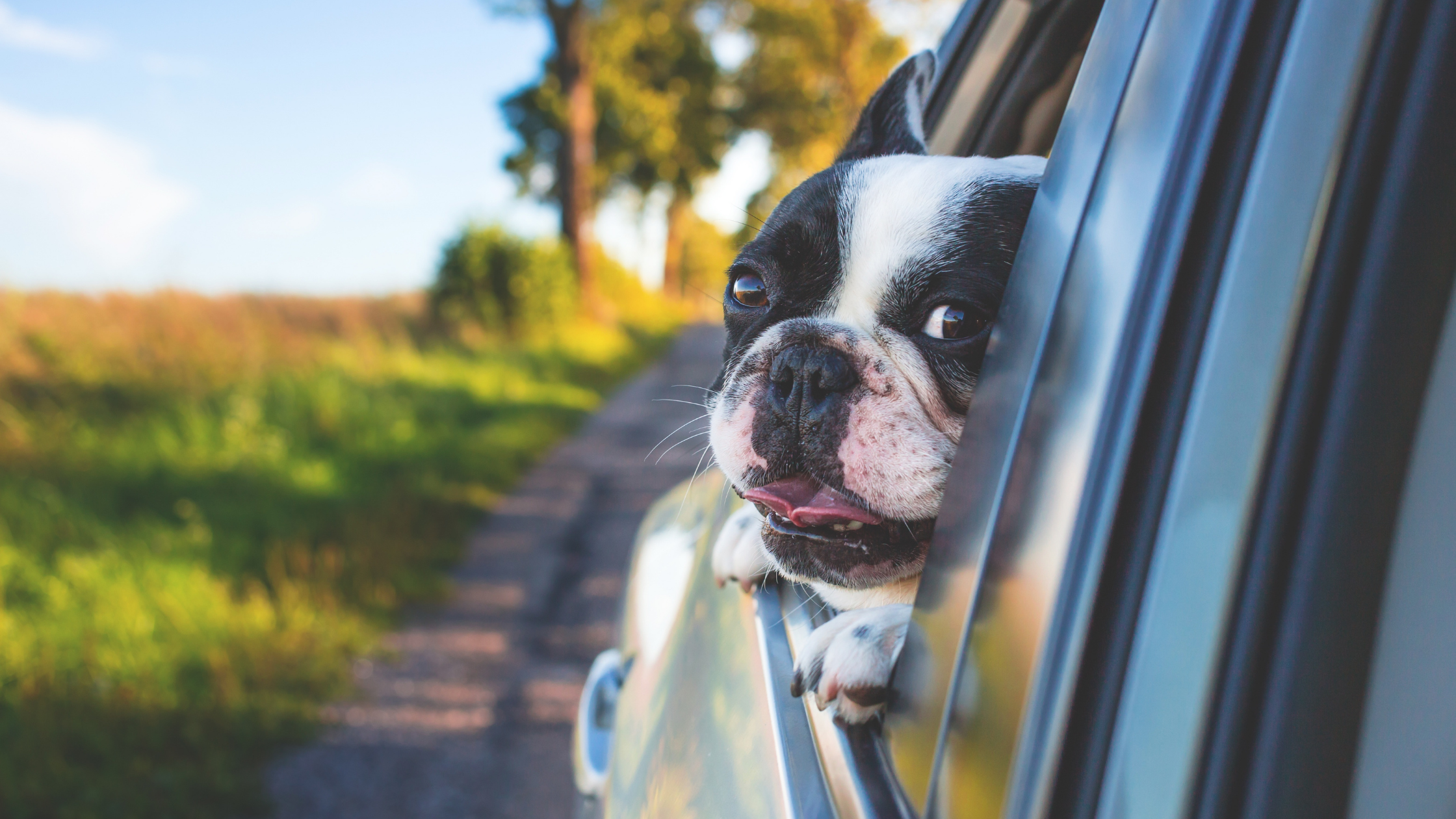 Dog friendly travel apps